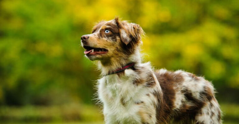 13 Devoted Dog Breeds That Love Hard And Stay Loyal For Life