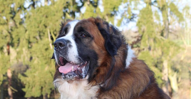13 Dog Breeds That Aren’t As Friendly As You Think