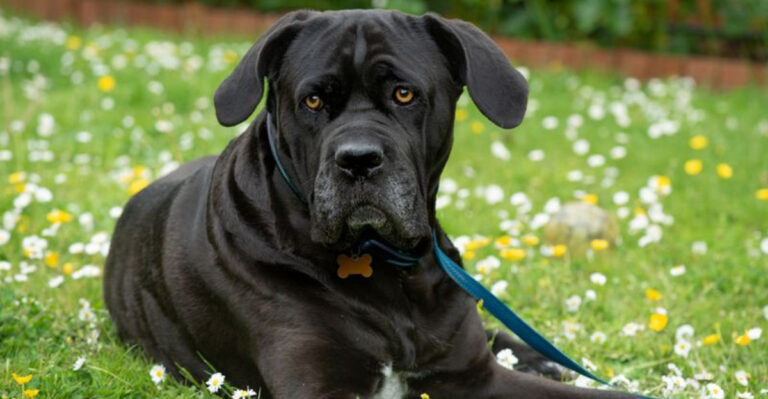 13 Dog Breeds That Most Insurance Companies In The U.S. Often Refuse To Cover