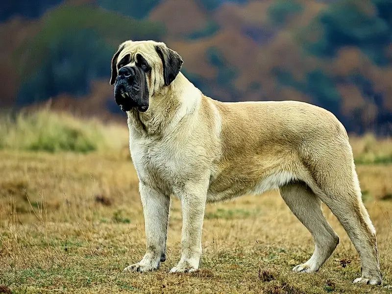 English Mastiff
