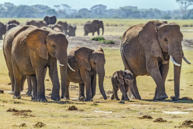 Understanding Elephant Herd Dynamics
