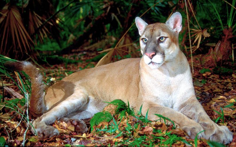 Ghost Of The Everglades – Florida Panther