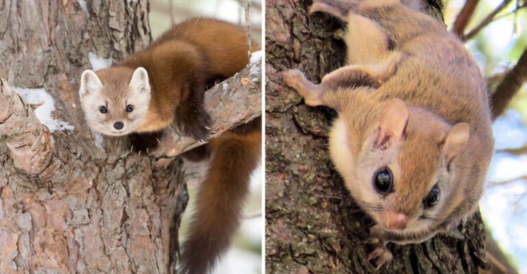 13 Elusive Mammals You’ll Probably Never Spot In U.S. National Parks