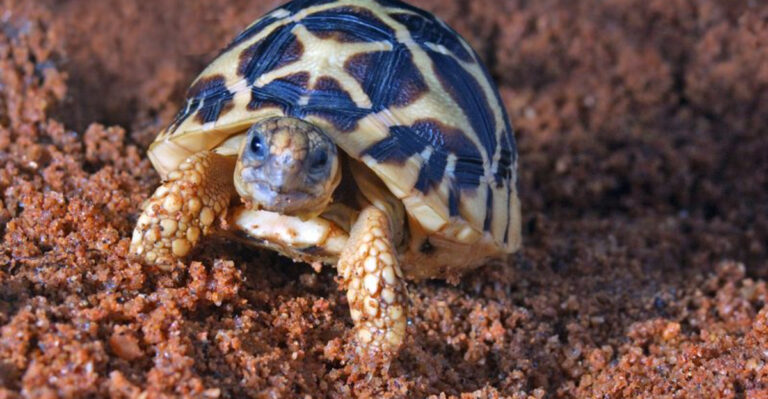13 Endangered Turtle Species And The Efforts To Save Them