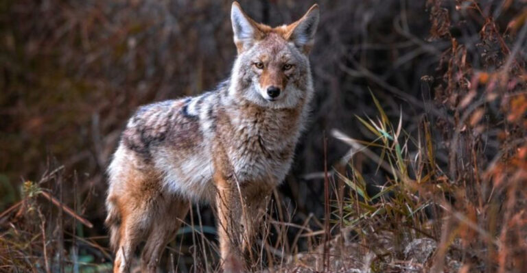 13 Essential Steps Every Pet Owner Should Take If A Coyote Enters Your Yard