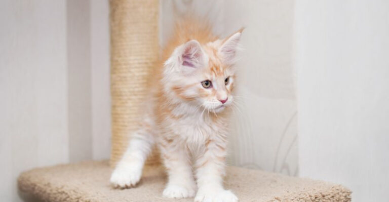 13 Essential Things To Know Before Adopting A Red Smoke Maine Coon