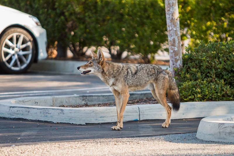Coyotes Are Highly Adaptable