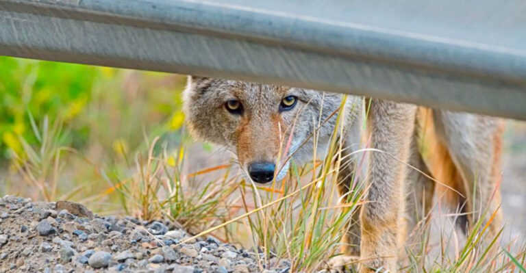 13 Facts About Coyotes That Are Too Important Not To Know