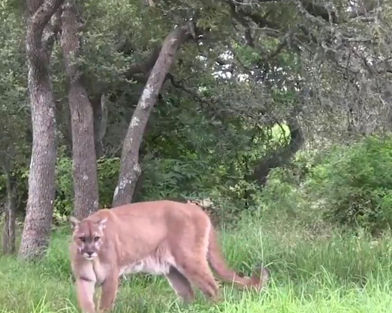 Trail Worker Makes Historic Sighting In San Marcos