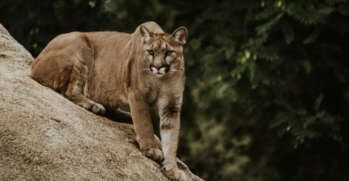 13 Facts About Hays County's First-Ever Mountain Lion Sighting