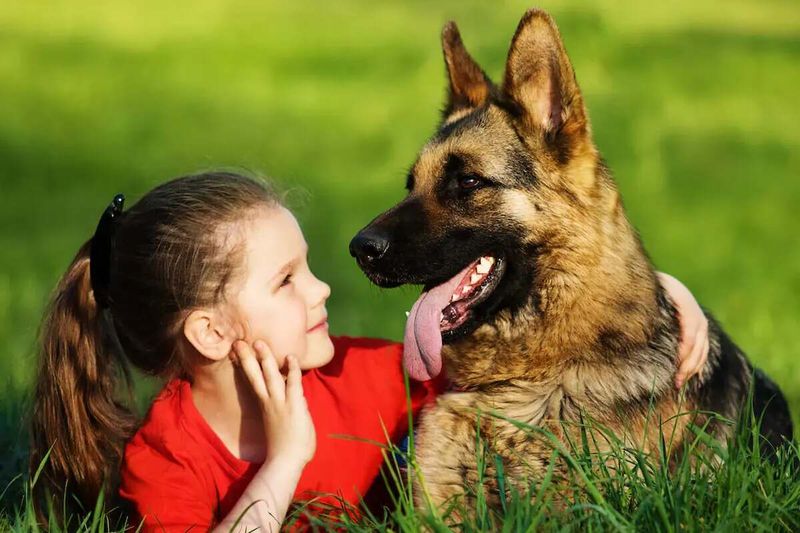 German Shepherds: The Versatile Protectors