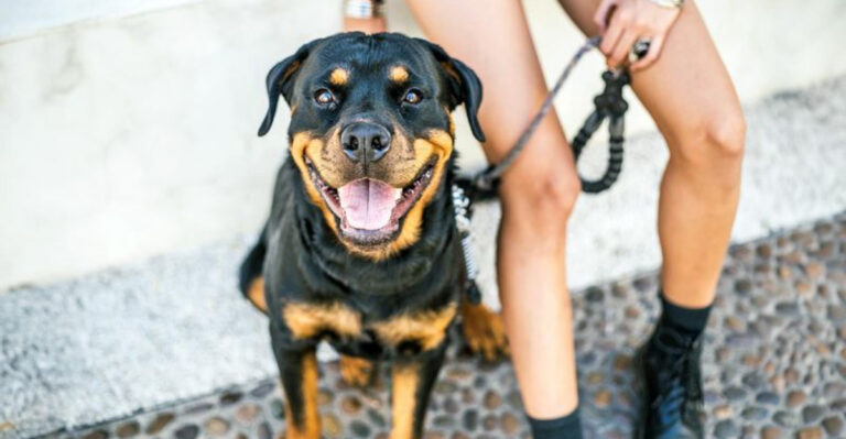 13 Fearless Dog Breeds With Hearts Of Gold