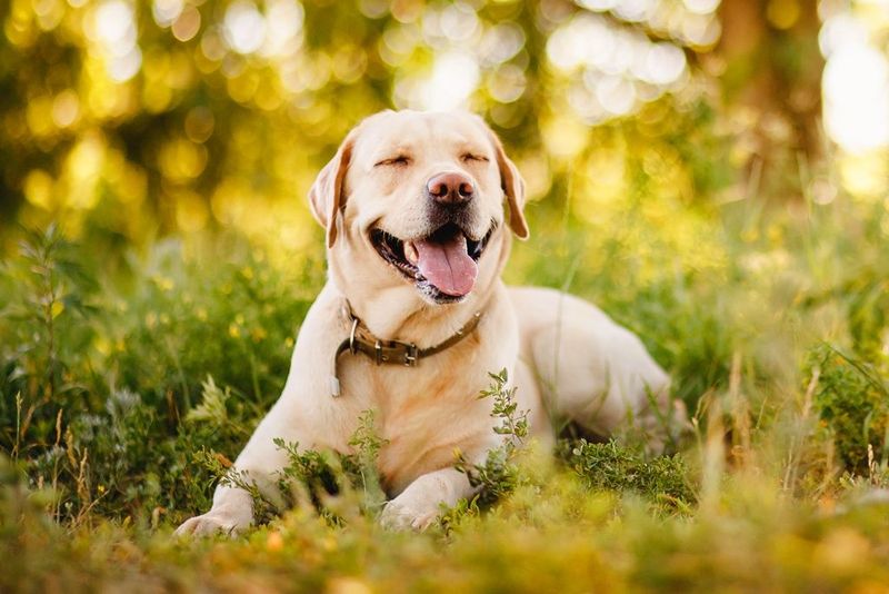 Labrador Retriever