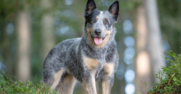 13 Healthiest Dog Breeds You’ll Love To Have Around For Long-Lasting Companionship