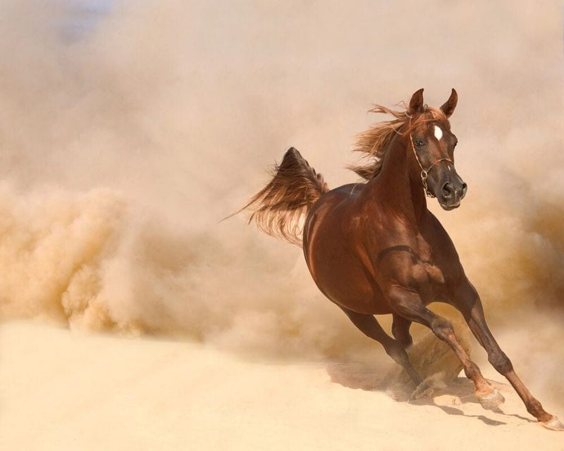Lightning In A Bottle: The Arabian