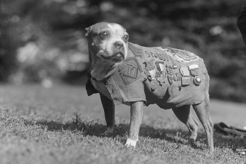 Sergeant Stubby: America's First War Dog