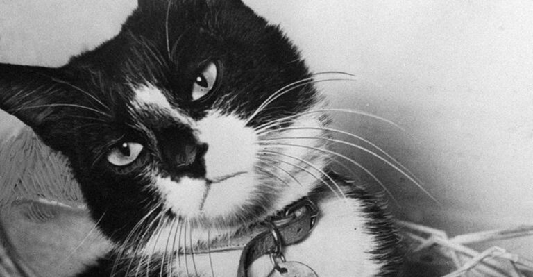 13 Incredible Stories Of Animals Honored With Military Medals