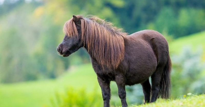 Shetland Pony