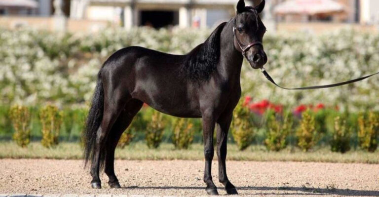 13 Lesser-Known Pony Breeds Perfect For Small-Space Stables