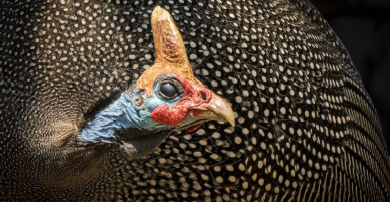 13 Mind-Blowing Images From The 2025 World Nature Photographer Awards