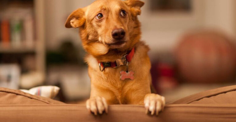 13 Modern Habits That Can Trigger Psychological Disorders In Your Dog