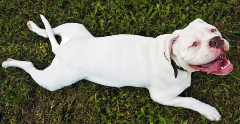 13 Natural Ways To Prevent Skin Allergies In American Bulldogs