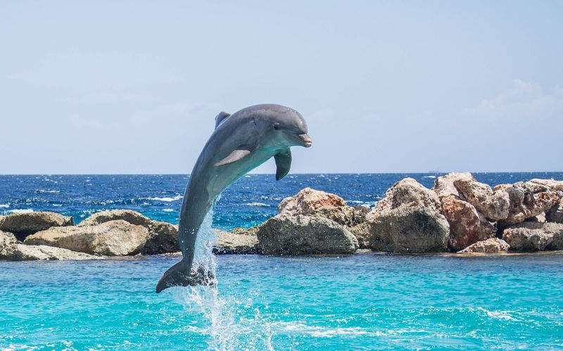 Dolphins