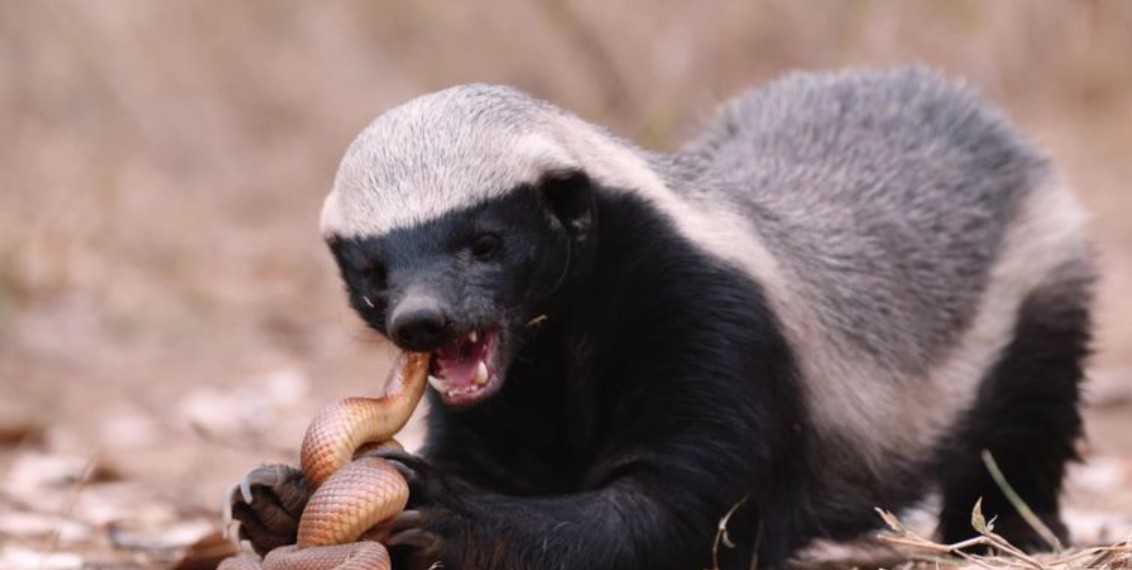 13 Of The Most Daring Animals In The World (And 4 That Are Surprisingly Timid)