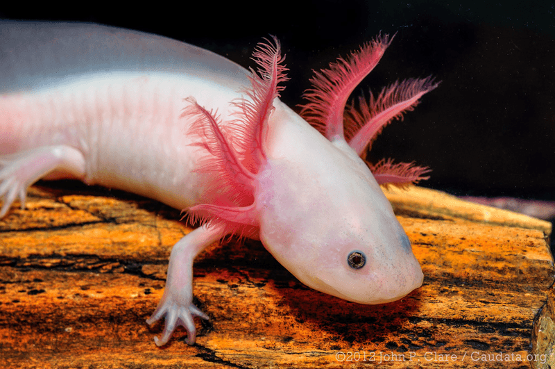 Axolotl's Unique Features