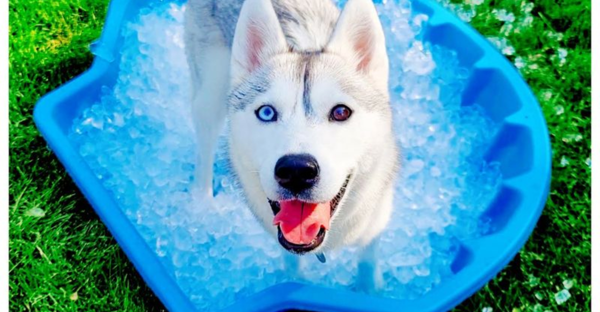 13 Science‑Driven Ways To Cool Your Dog In Summer Safely