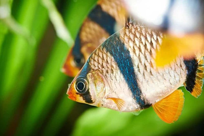 Frantic Swimming Patterns