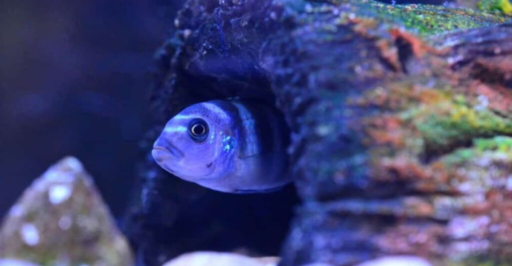 13 Signs Your Aquarium Setup Might Be Too Stressful For Your Fish