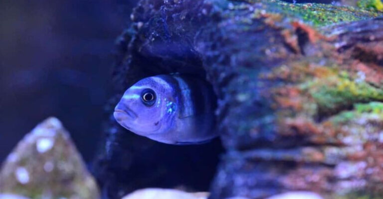 13 Signs Your Aquarium Setup Might Be Too Stressful For Your Fish