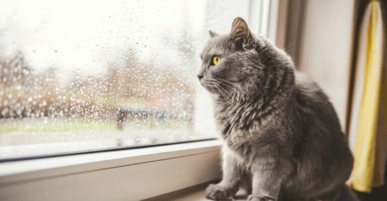 13 Signs You’re Not Ready To Be A Cat Owner