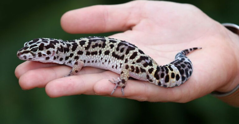 13 Small Animals Perfect For Introverted Owners Seeking Quiet Companions