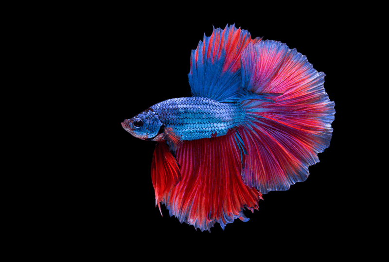 Betta Fish: The Colorful Desktop Friend
