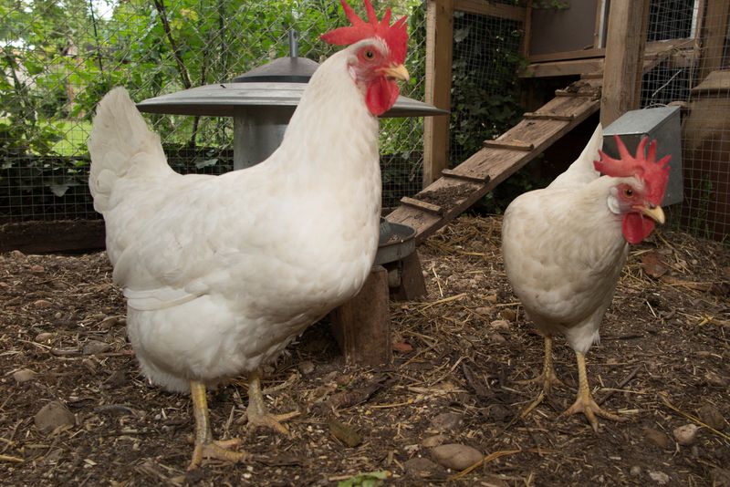 Egg-Laying Champions