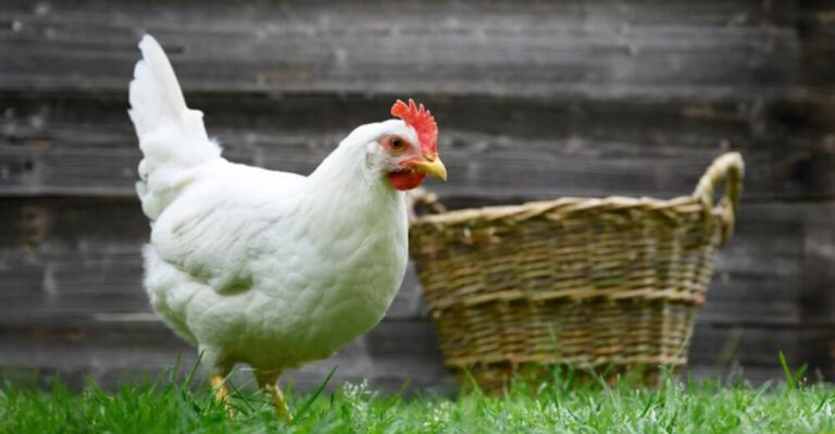 13 Surprising Facts About The Chicken That Can Lay 300 Eggs A Year