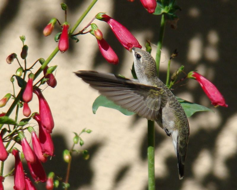 Native Plants Buffet