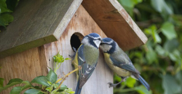 13 Things That Make Birds Choose Your Yard Over Others