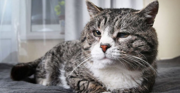 13 Things Your Senior Cat Needs More Than Ever From You Right Now