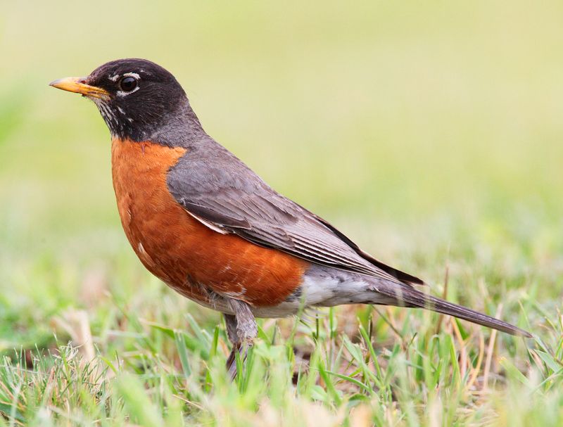 Orange-Red Breast That Stands Out