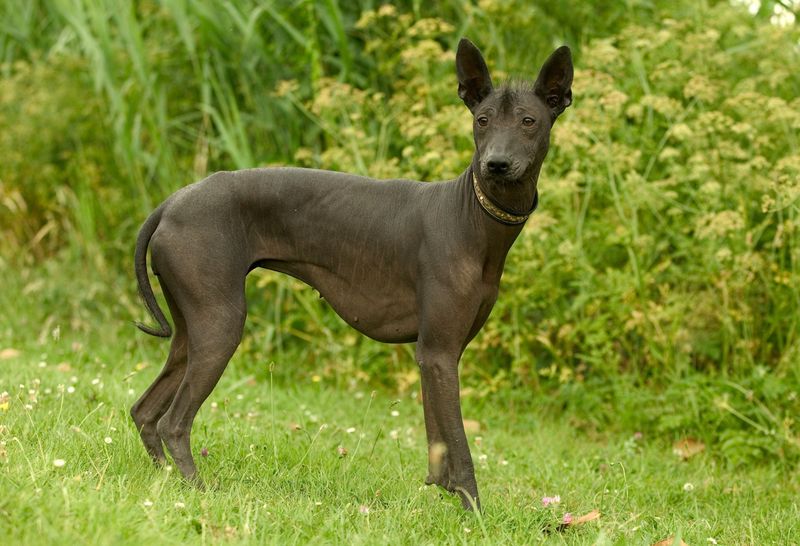 The Xoloitzcuintli