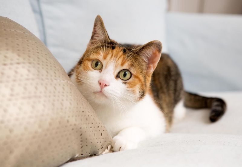 The Subtle Art Of Cat Communication