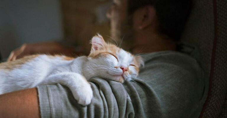 13 Ways Cats Build Lasting Bonds That Dogs Can’t Replicate