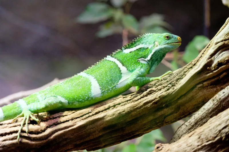 The Punk-Rock Iguana Of Fiji