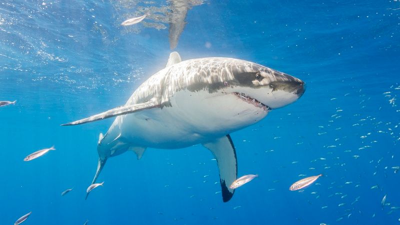 Great White Shark