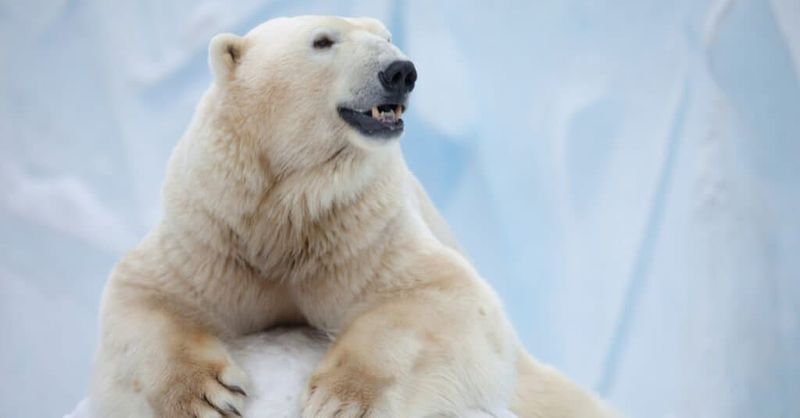 Polar Bear: Arctic Powerhouse
