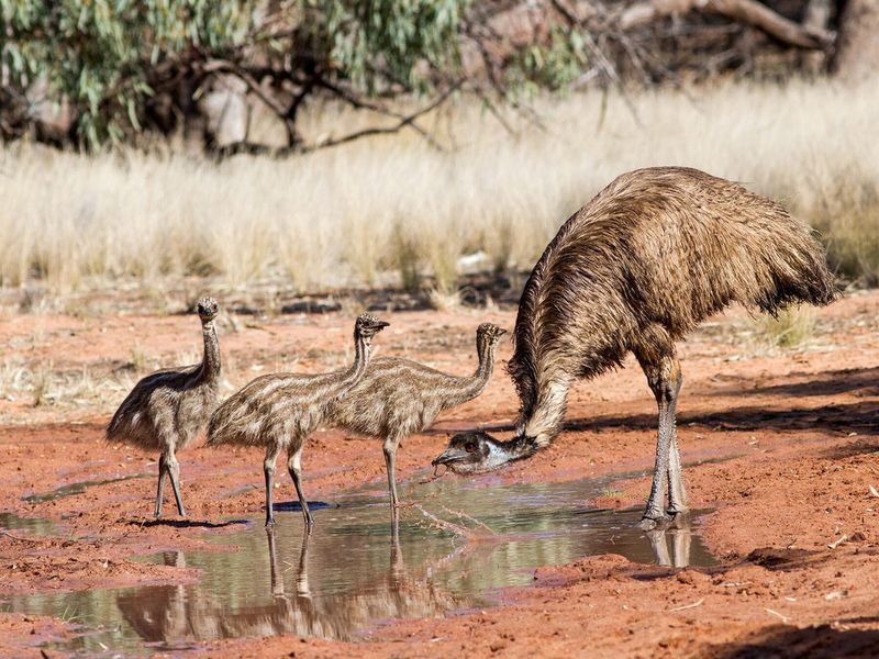 Emu