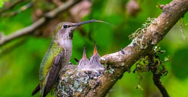 14 Bird Species Where Mom Does All The Parenting